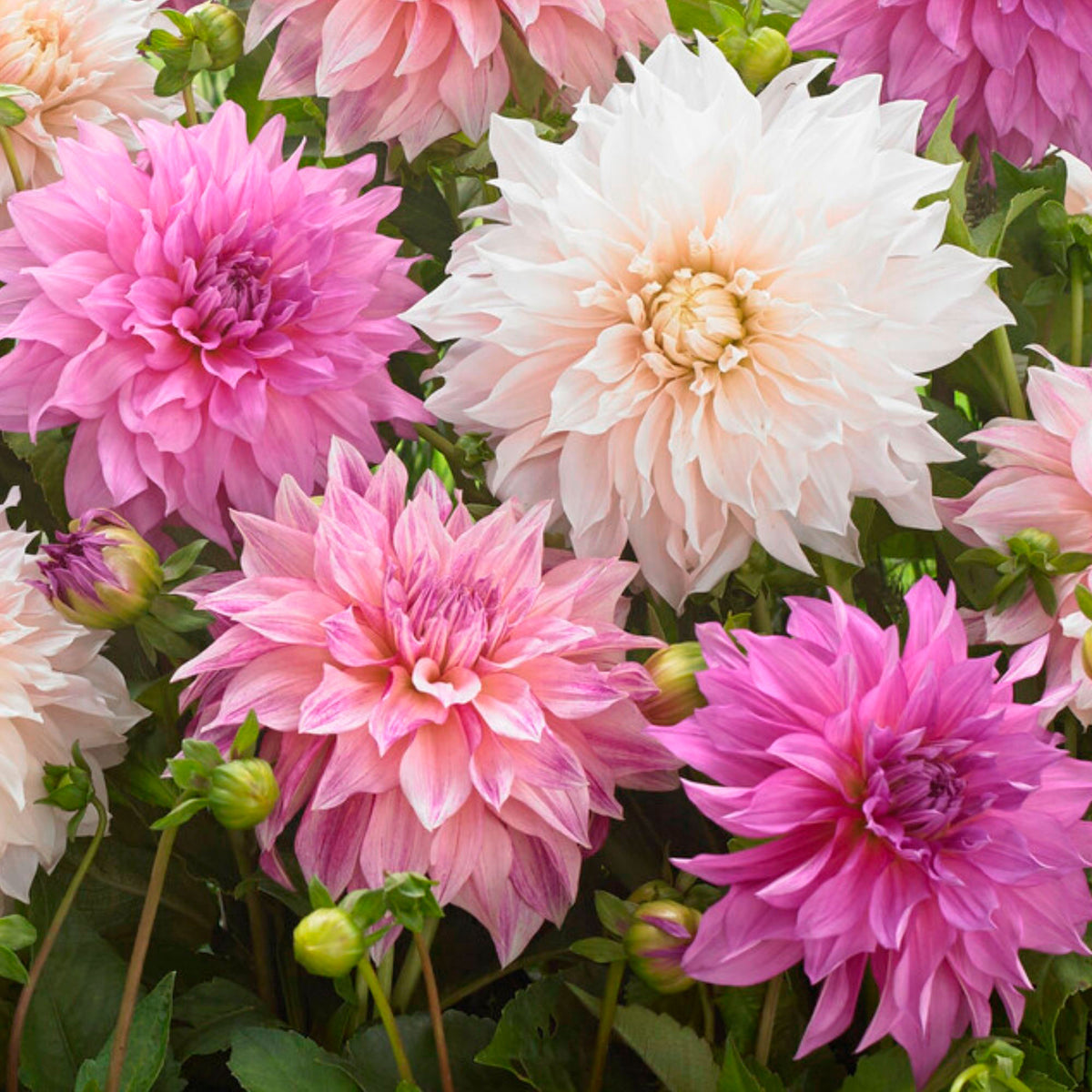5x Dahlia 'Dinnerplate Garden' White-Purple-Pink - Hardy plant