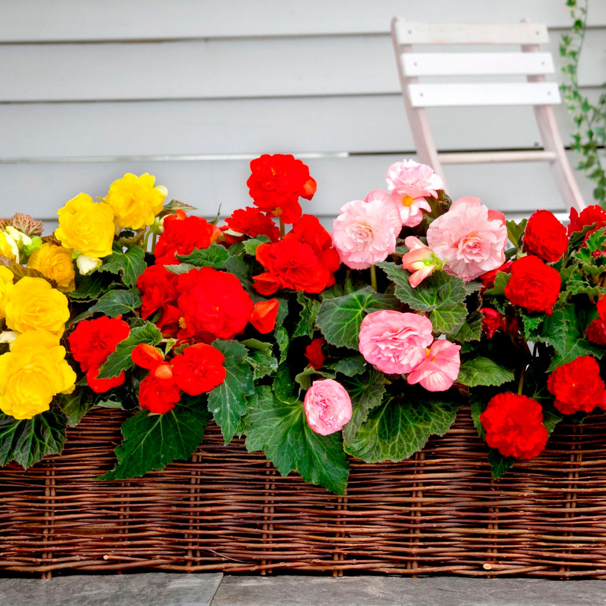 Begonia 'Garden Flowers' Red-Yellow-White