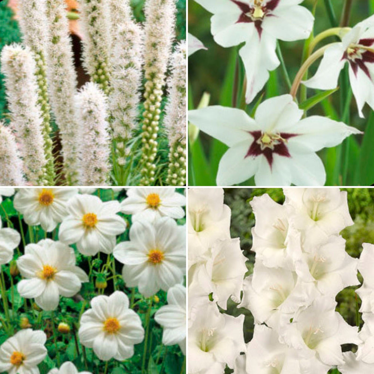 50x Mix 'White Collection' white