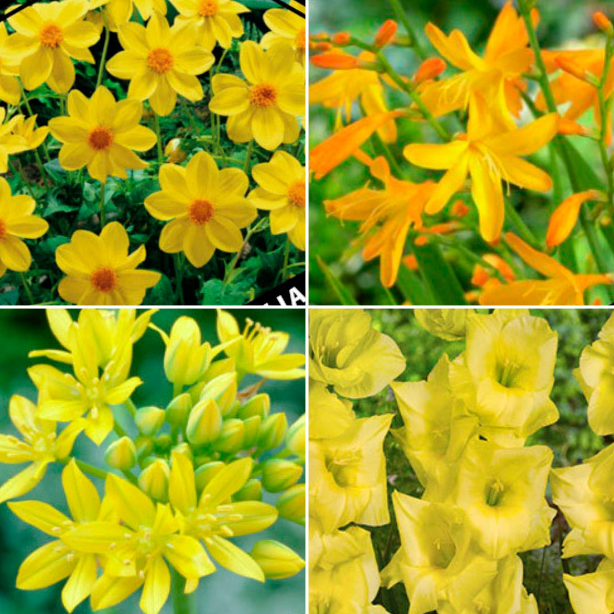 50x Mix 'Yellow Collection' yellow