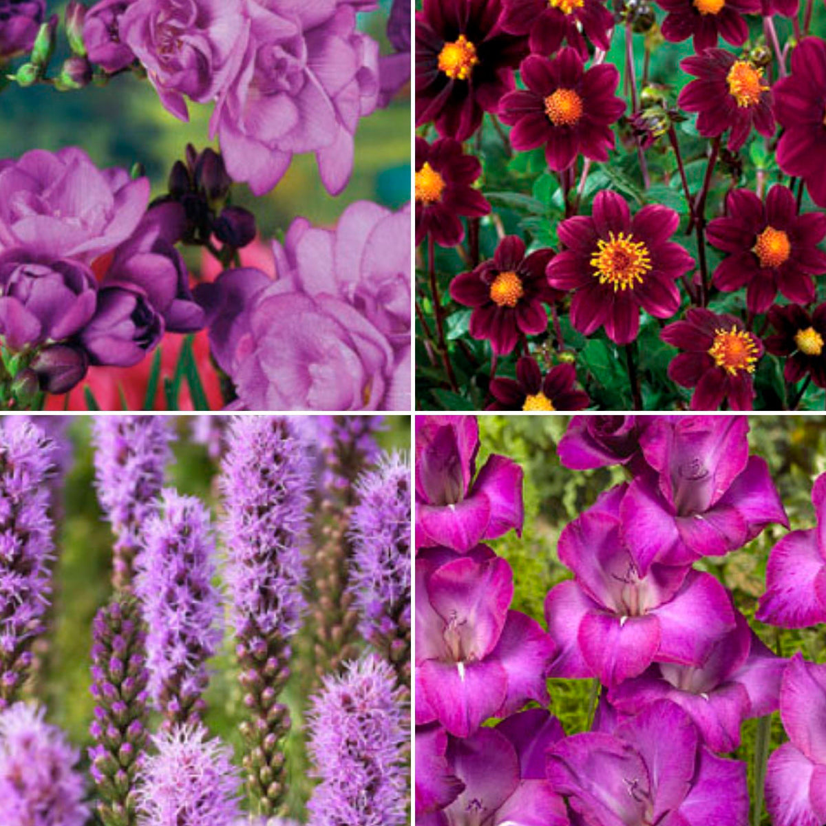 50x Mix 'Purple Collection' purple