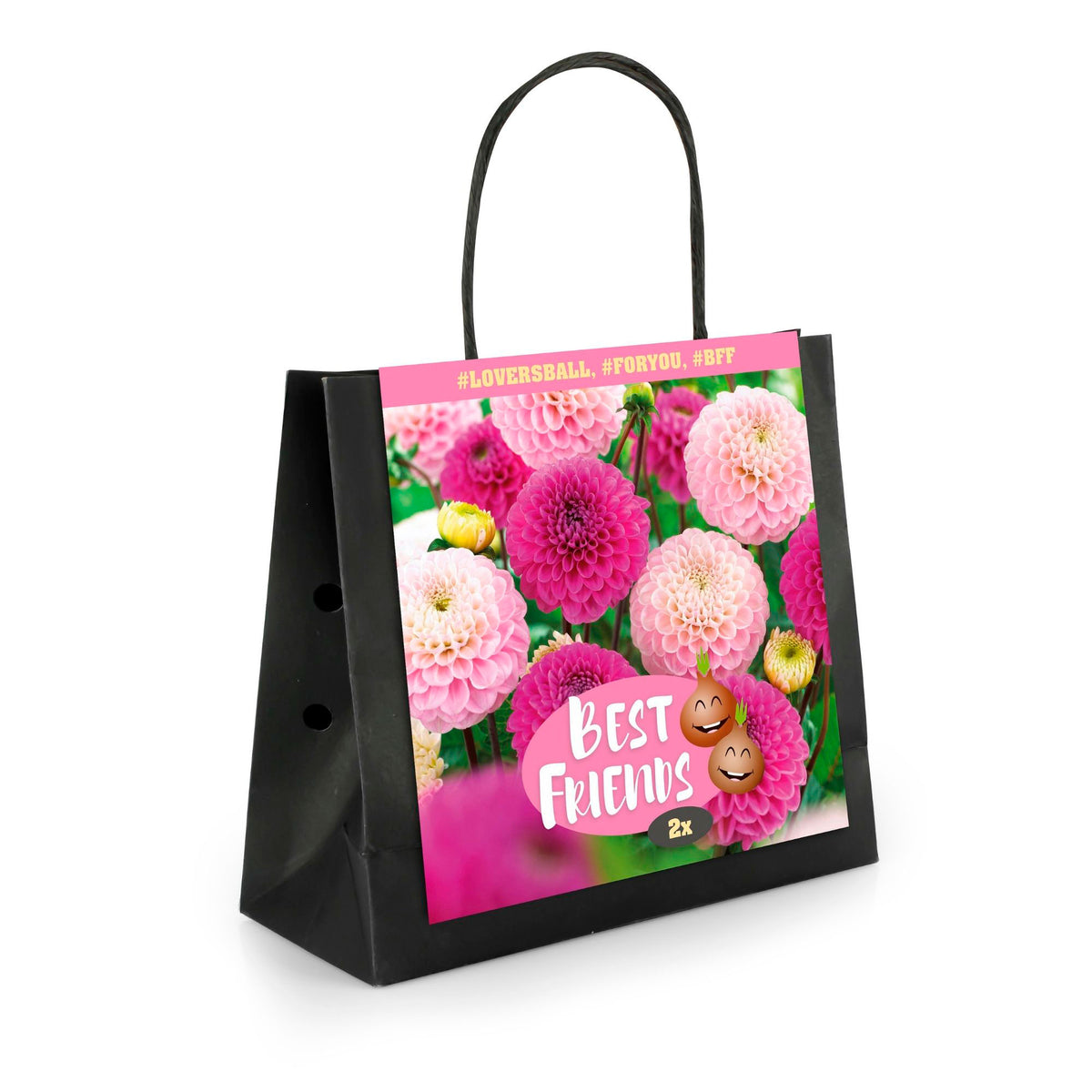 2x Dahlia 'Lovers Ball' Purple-Pink