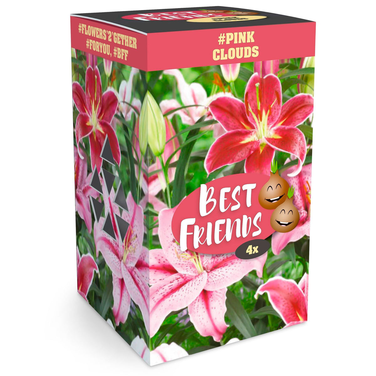 Lily Lilium Box 'Pink Clouds' Pink-Red - Hardy plant
