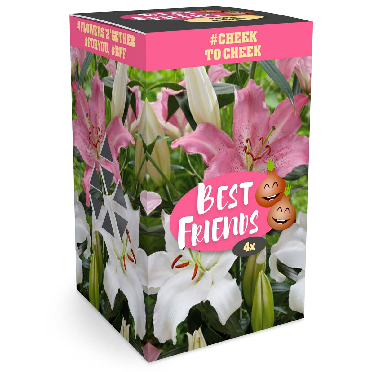 Lily Lilium Box 'Cheek to Cheek' White-Pink - Hardy plant
