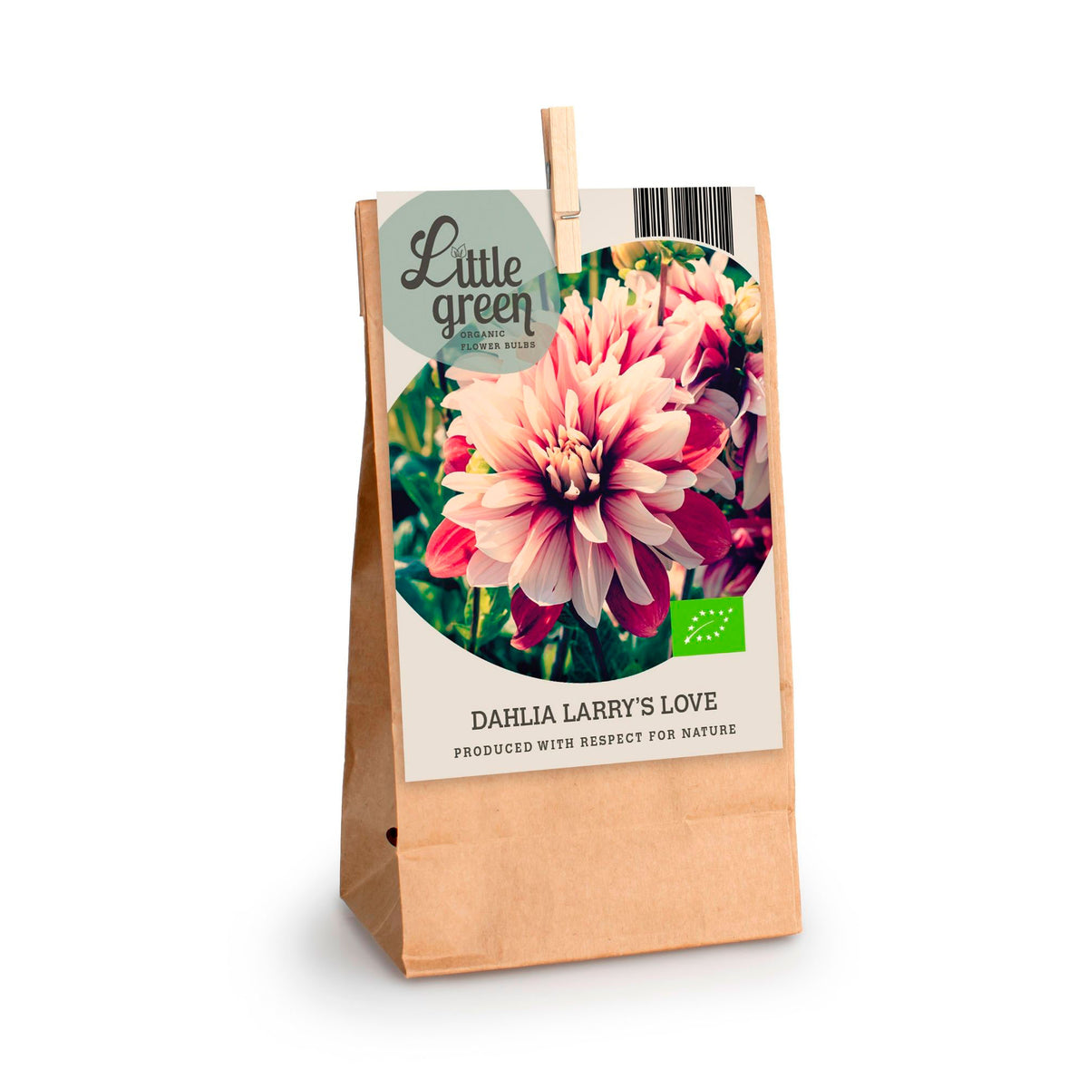 Dahlia 'Larry's Love’ red-white - Bio