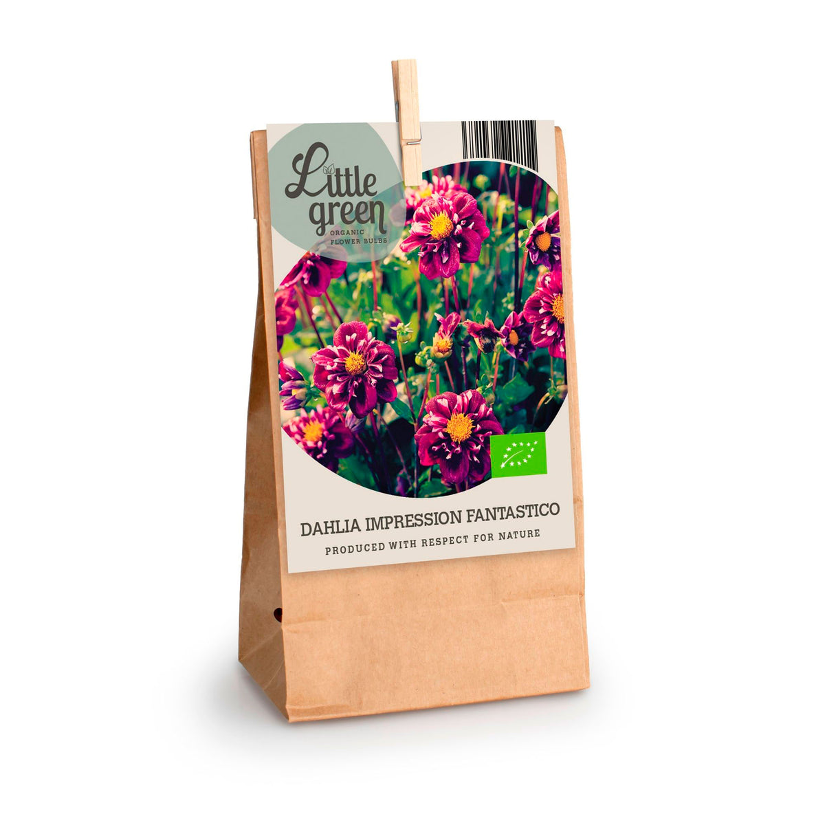 Dahlia 'Impression Fantastico' purple - Bio