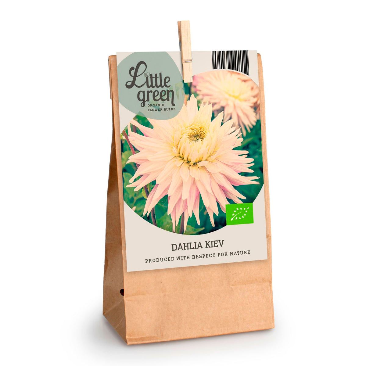 Dahlia decorative 'Kiev' white-pink - Bio