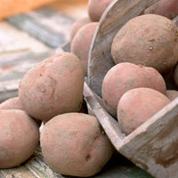 25x Potato Solanum 'Bildtstar'