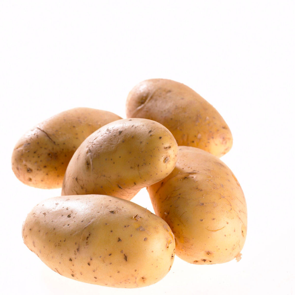 25x Potato Solanum 'Annabel'