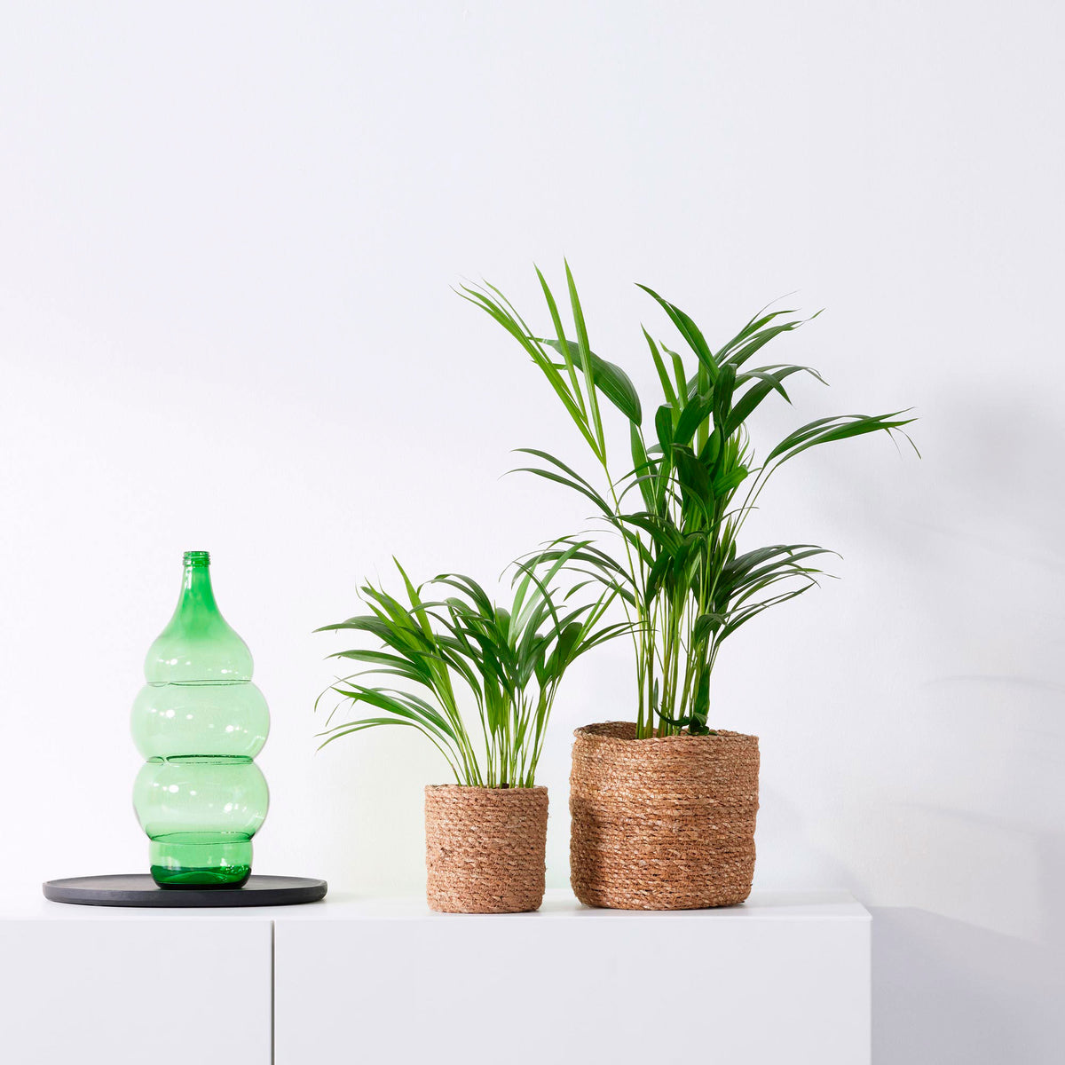 Areca palm Dypsis lutescens with decorative sea grass pots