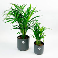 Areca palm Dypsis lutescens with decorative anthracite pots