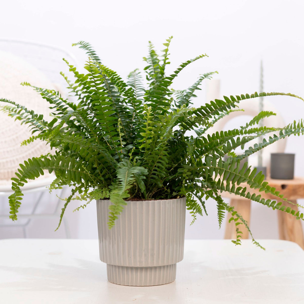Sword fern Nephrolepis 'Green Lady' with embossed decorative pot
