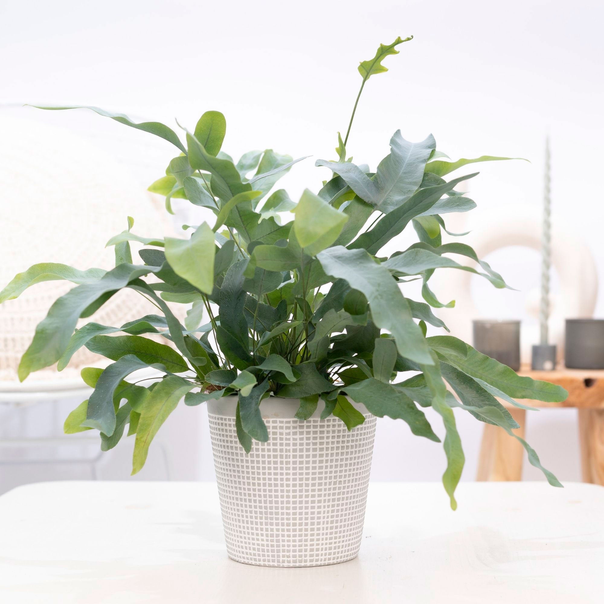 4450 philodendron ct melbourne fl Philodendron Florida Green | Care Guide and Pro Tips - Delivery from  Toronto across Canada