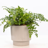 Mother fern Asplenium Parvati with ornamental earthenware pot