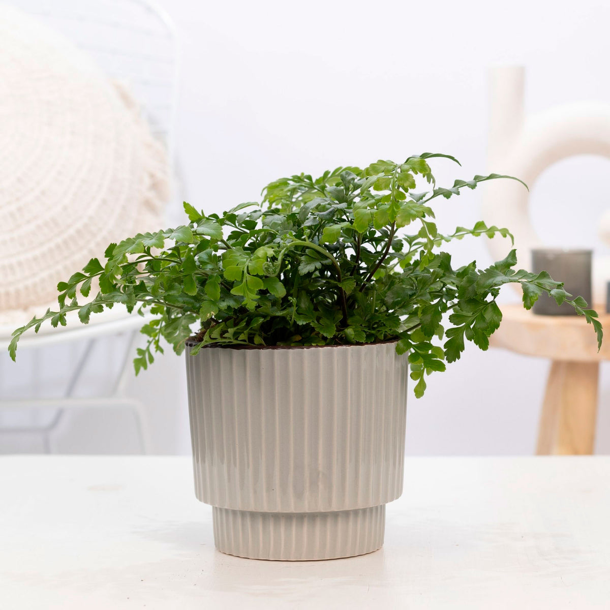 Mother fern Asplenium Parvati with ornamental earthenware pot