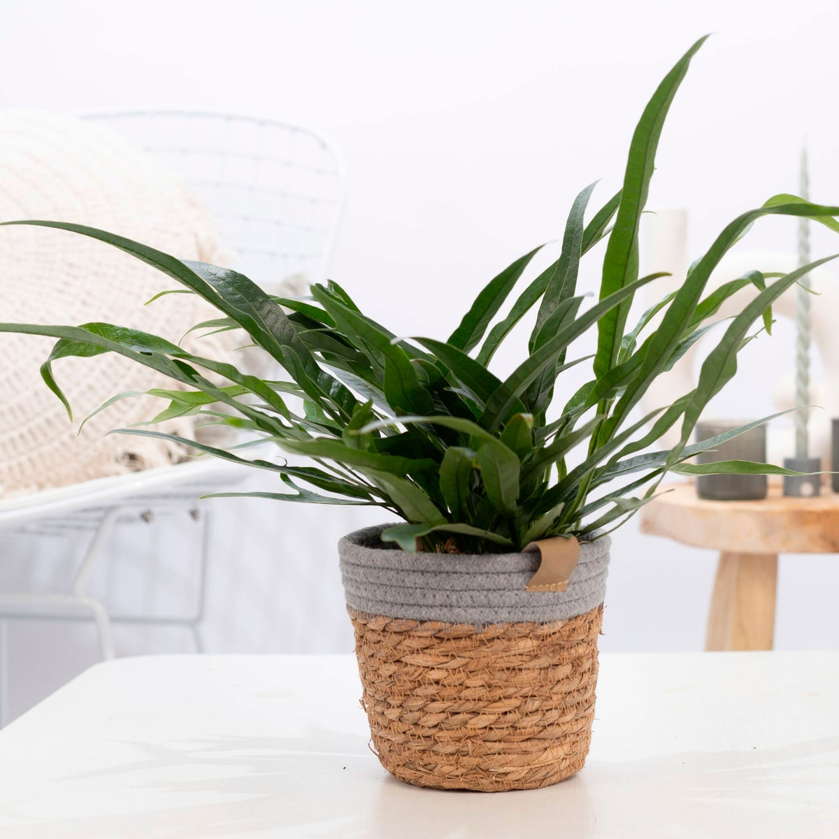 Fern Aglaomorpha 'Jim' with basket