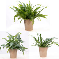 3x Ferns - Mix 'Ruby Green' with decorative pots 'Ruby Green'