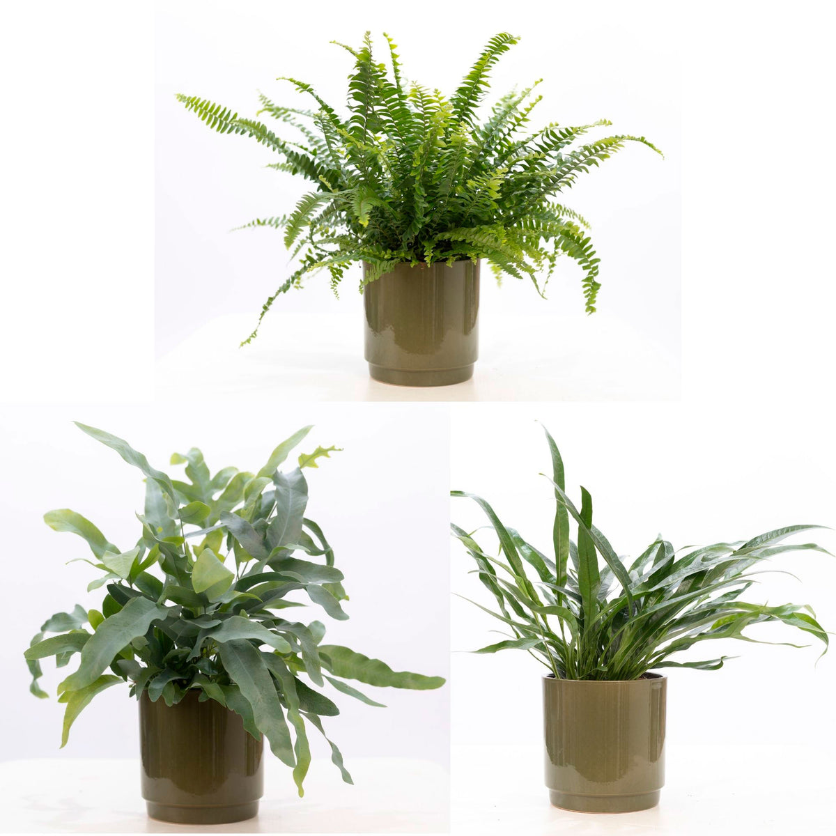 3x Ferns - Mix 'Juliette Green' with decorative pots 'Juliette Green'