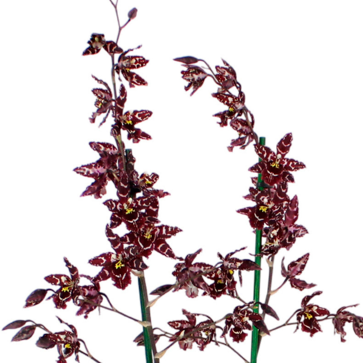 Orchid Cambria Odontoglossum 'Stirbic' Purple-White