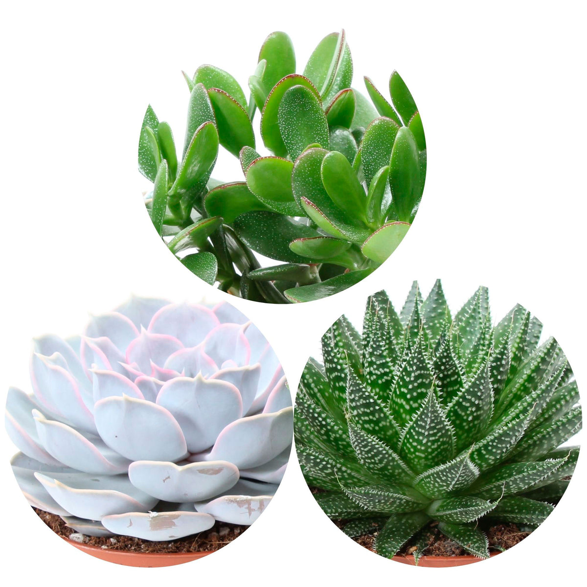 3x Succulents - Mix 'Magic Tree' 'Magic Tree'