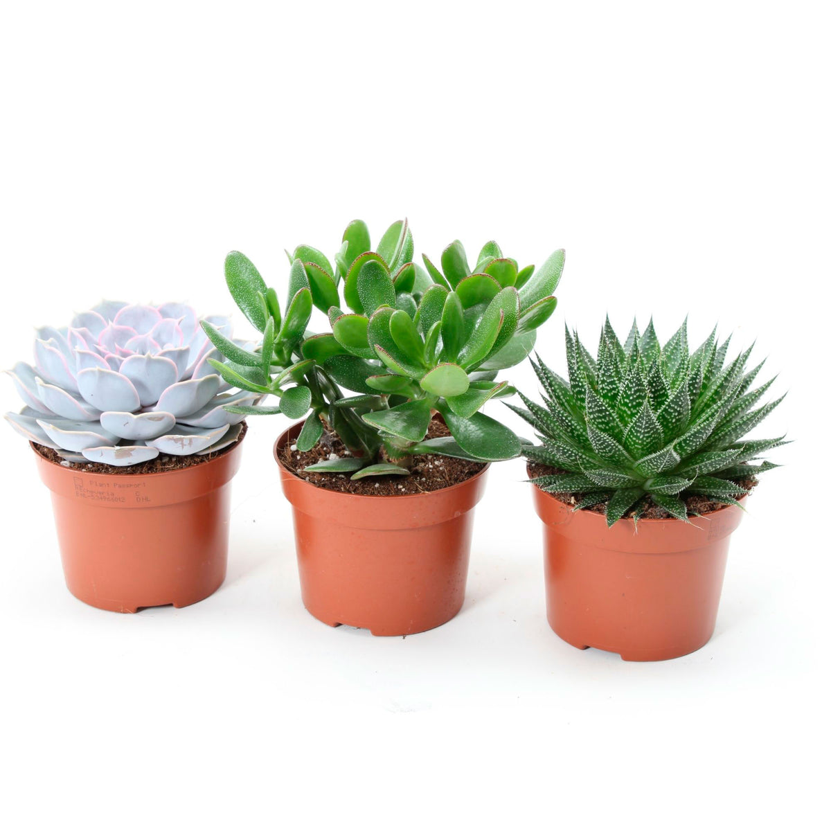 3x Succulents - Mix 'Magic Tree' 'Magic Tree'