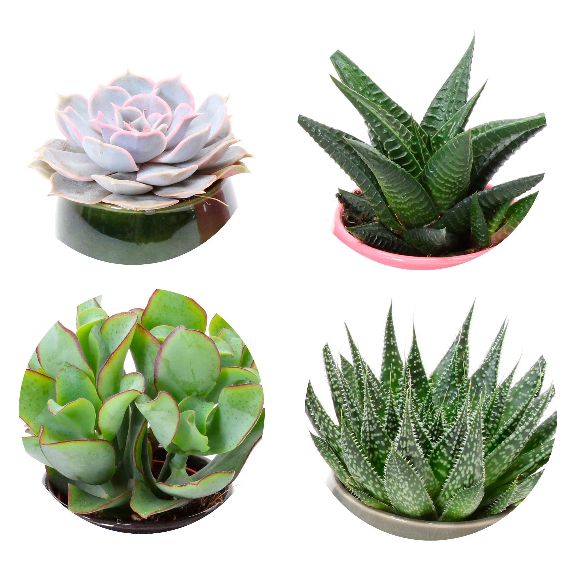 succulent plants malta 4x Succulents