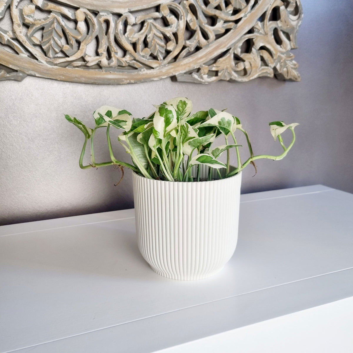 Epipremnum pinnatum 'N'joy' - Hanging plant