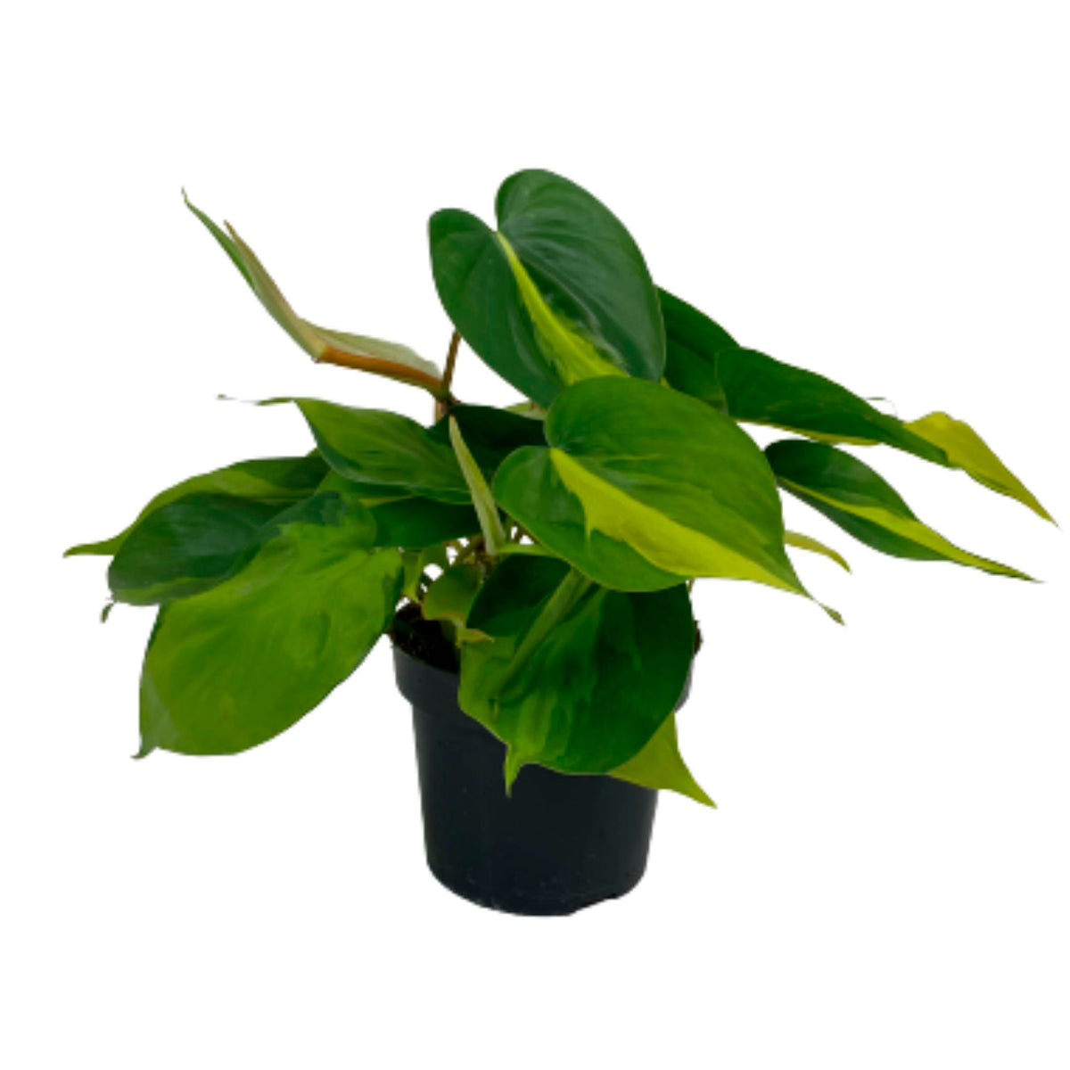 Philodendron 'Brasil' - Hanging plant