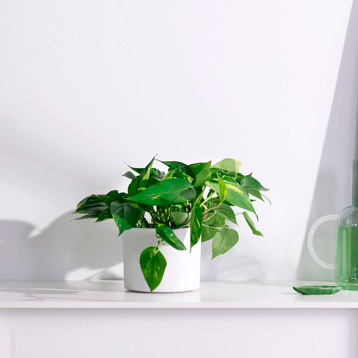 Philodendron 'Brasil' - Hanging plant