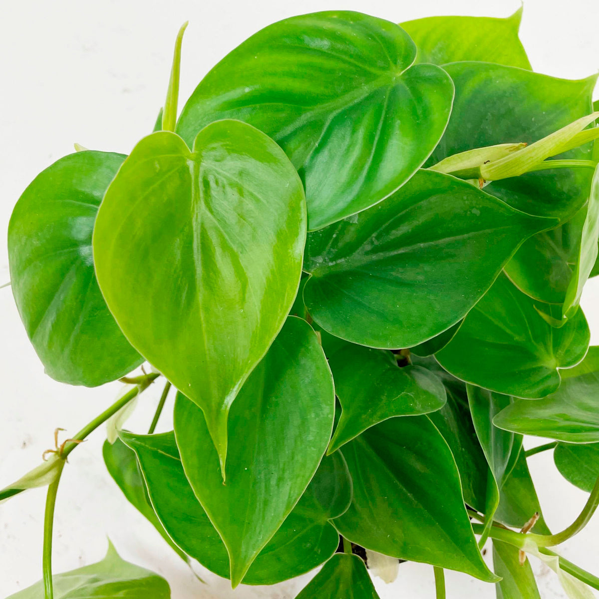 Philodendron scandens - Hanging plant