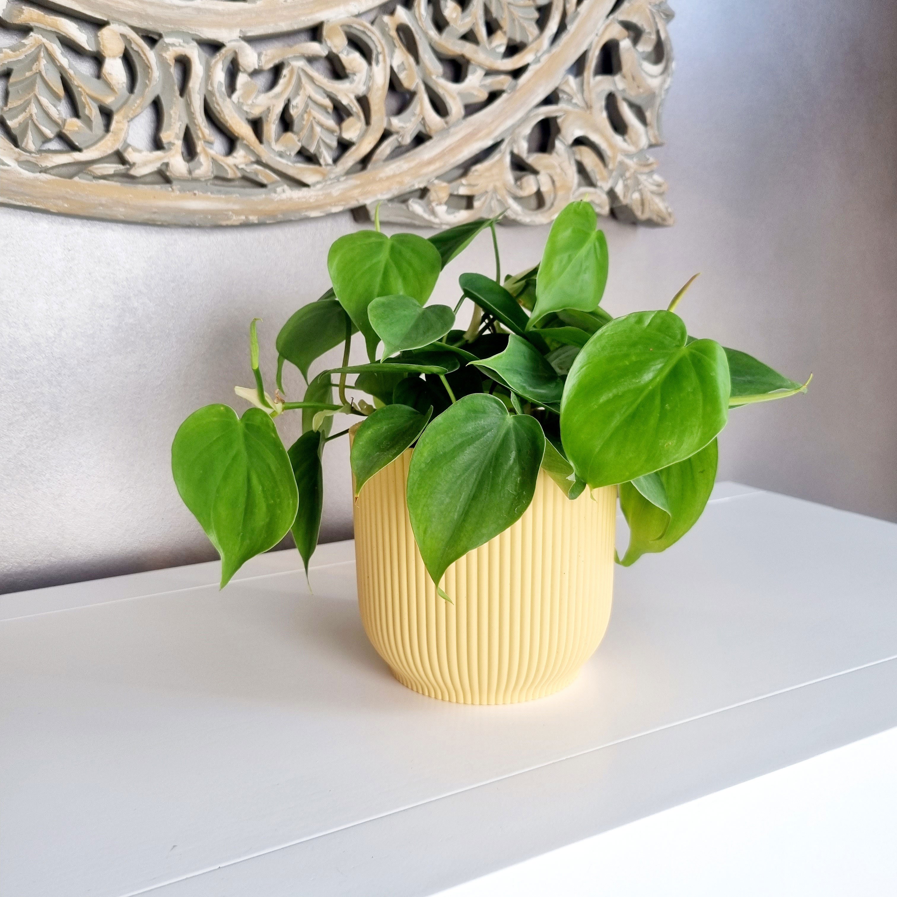 philodendron scandens hanging Buy house plants now Philodendron scandens - Hanging plant