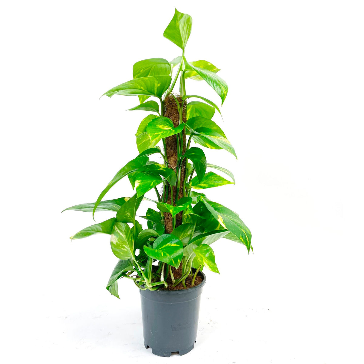 Scindapsus Epipremnum 'Aureum' incl. moss pole
