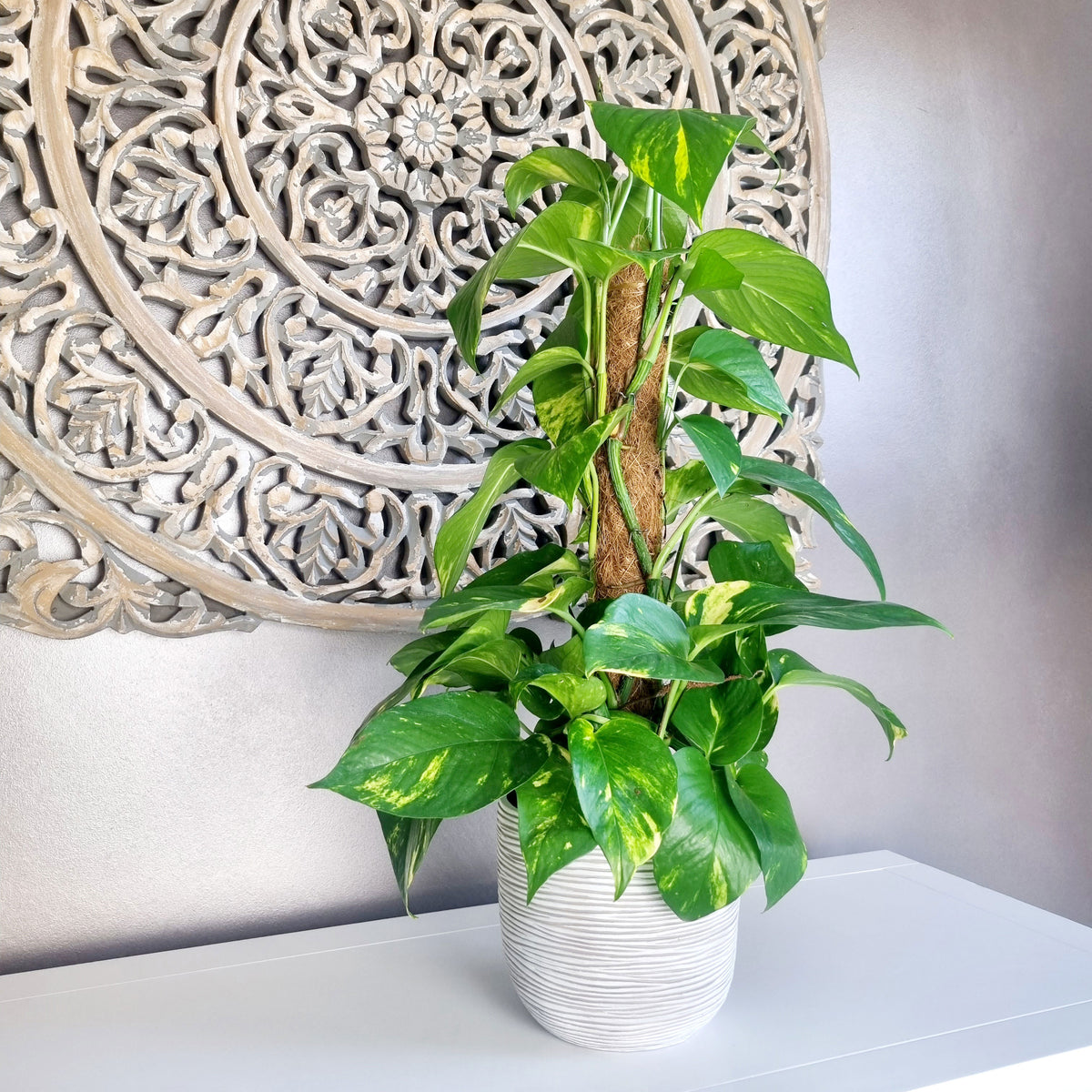 Scindapsus Epipremnum 'Aureum' incl. moss pole