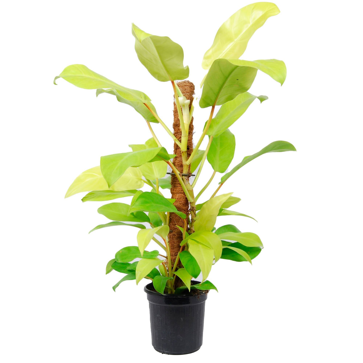 Philodendron 'Malay Gold' - Bio
