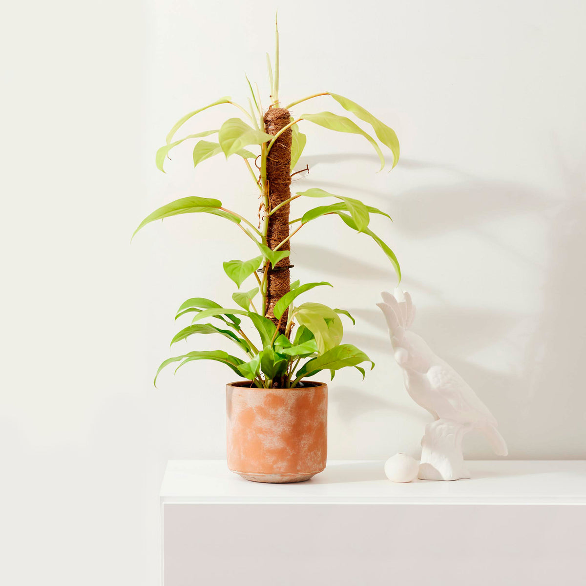 Philodendron 'Malay Gold' - Bio