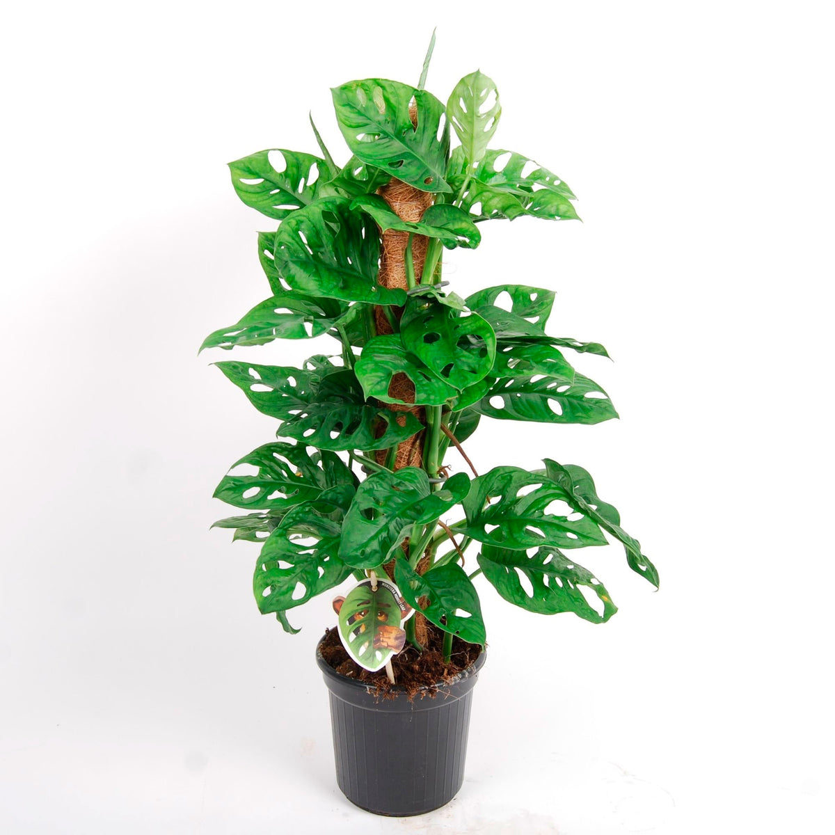 Swiss cheese plant Monstera 'Monkey Leaf' - Bio