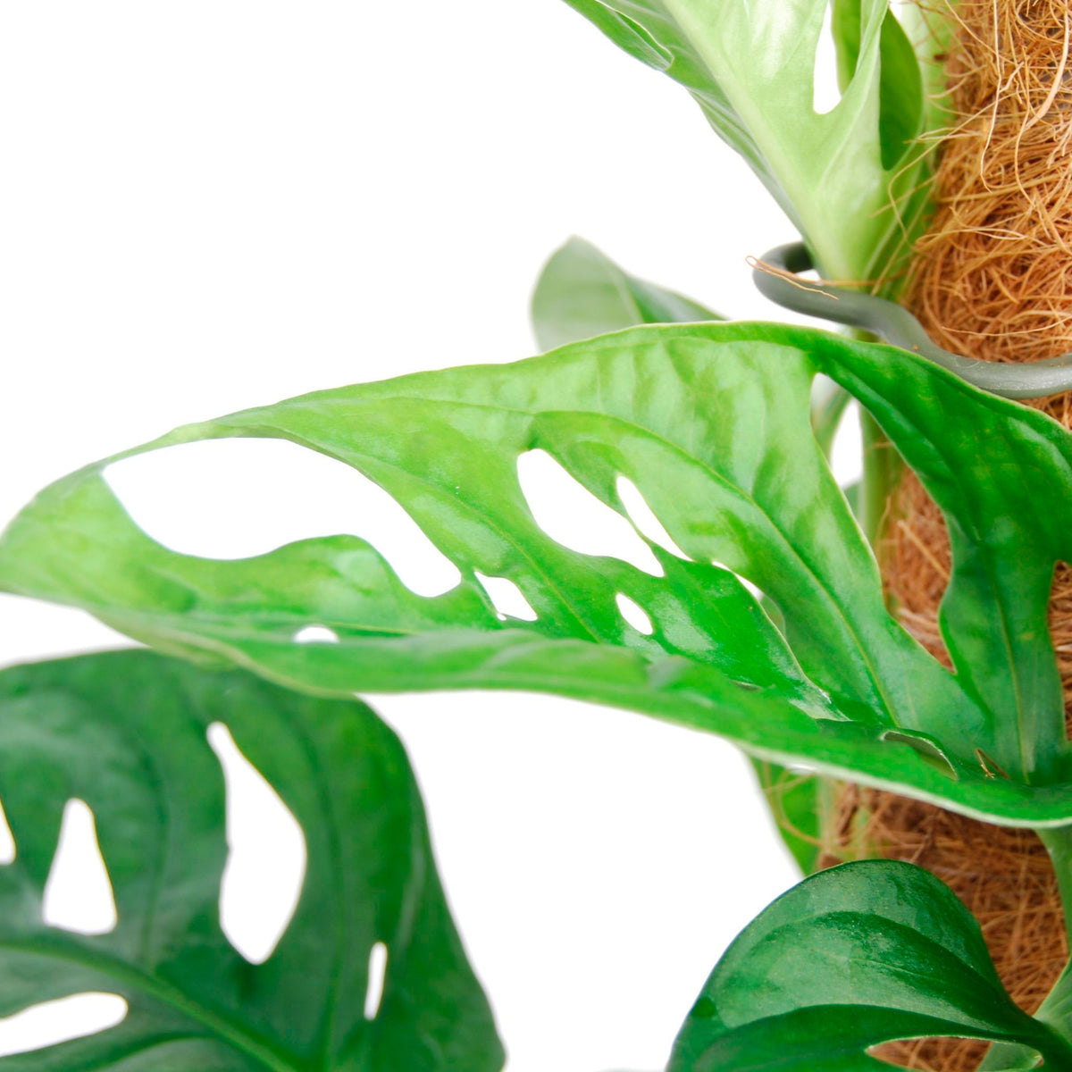 Swiss cheese plant Monstera 'Monkey Leaf' - Bio