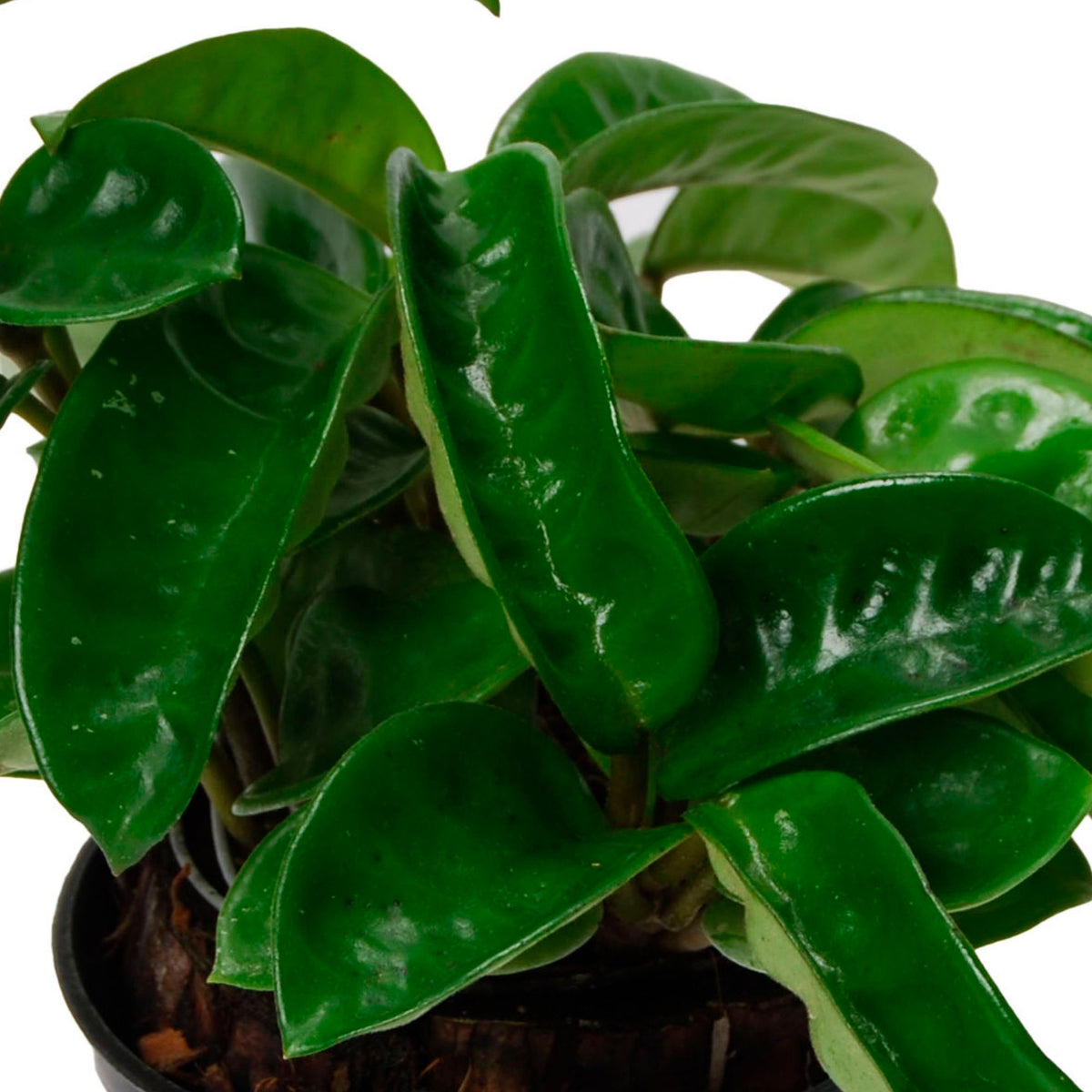 Wax Plant Hoya 'Krinkle' - Hanging plant - Bio