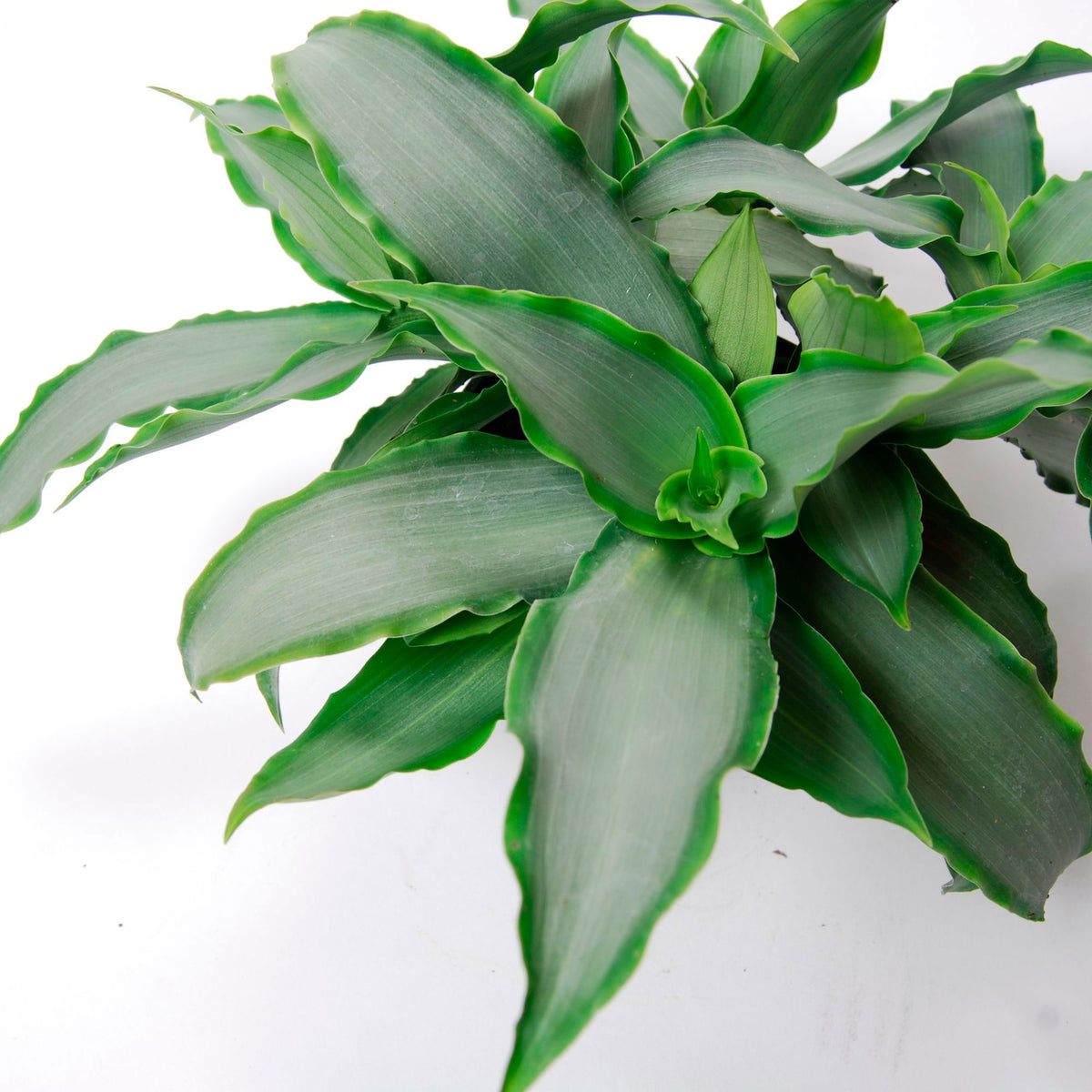 Murdannia 'Bright Star' - Bio