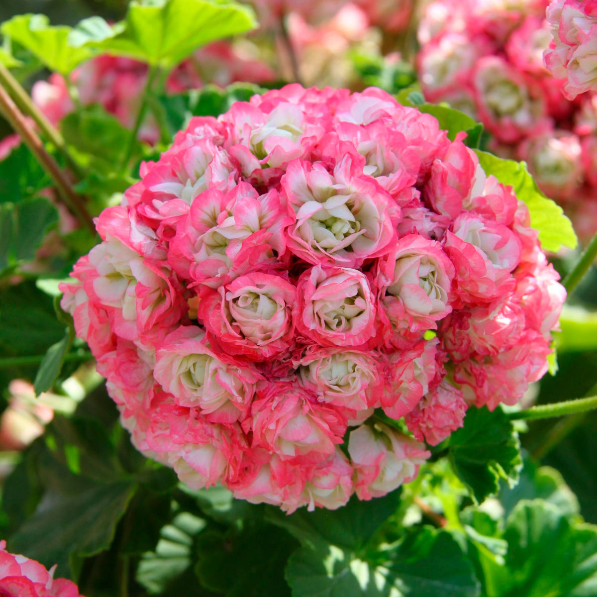 3x Geranium Pelargonium 'Appleblossom' pink-white