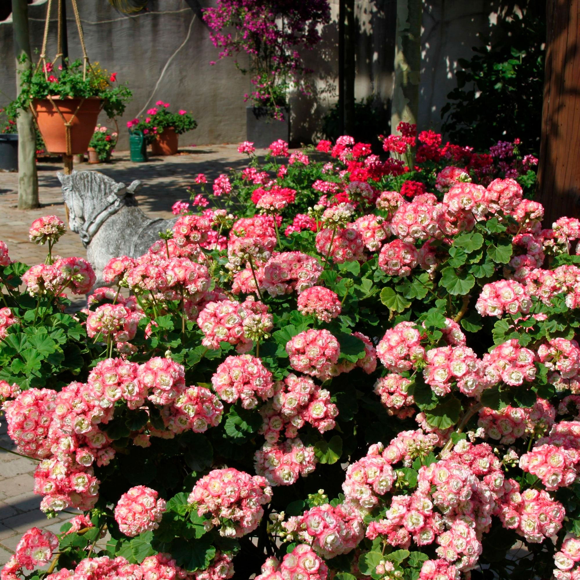 apple blossom geranium seeds 3x Geranium Pelargonium 'Appleblossom' pink-white