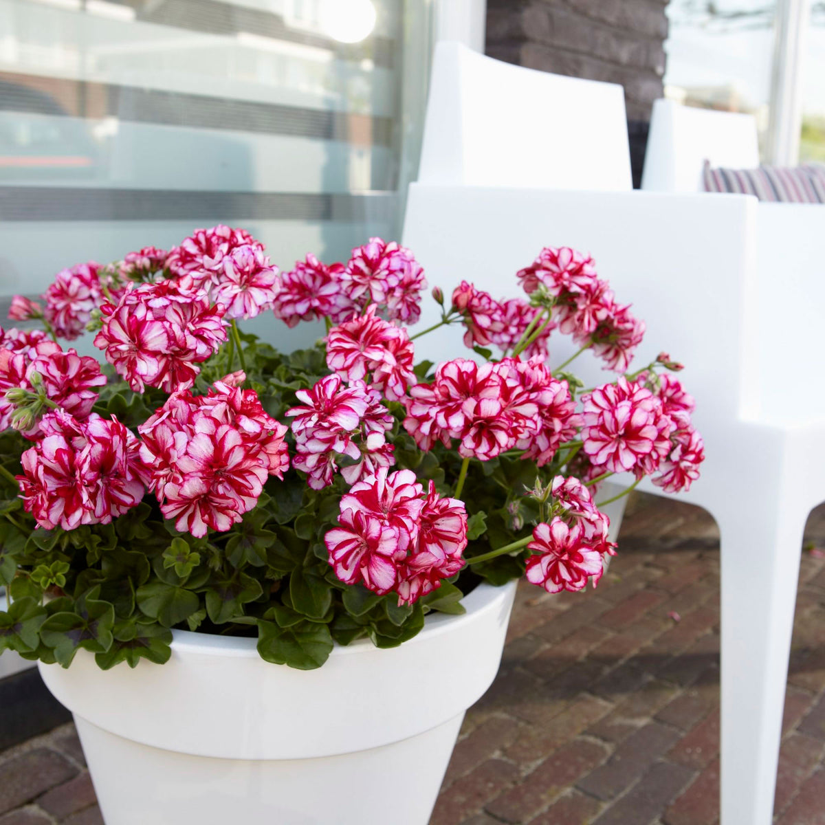 3x Geranium Pelargonium 'Nixe' purple-white