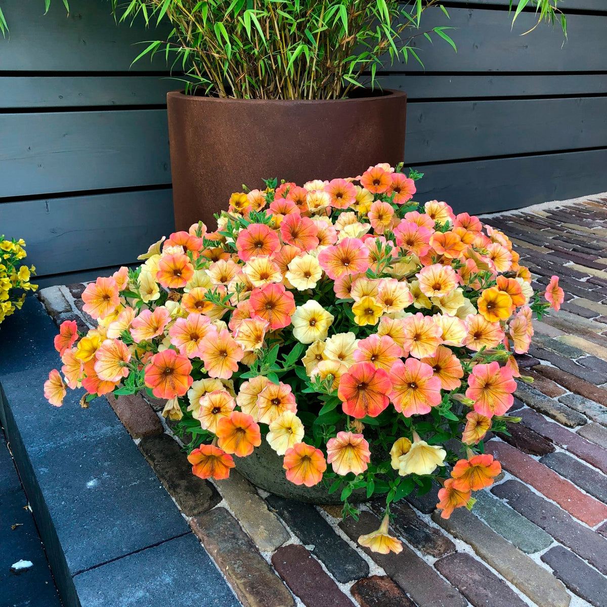 3x Petunia grandiflroa 'Indian Summer' Yellow-Orange-Red