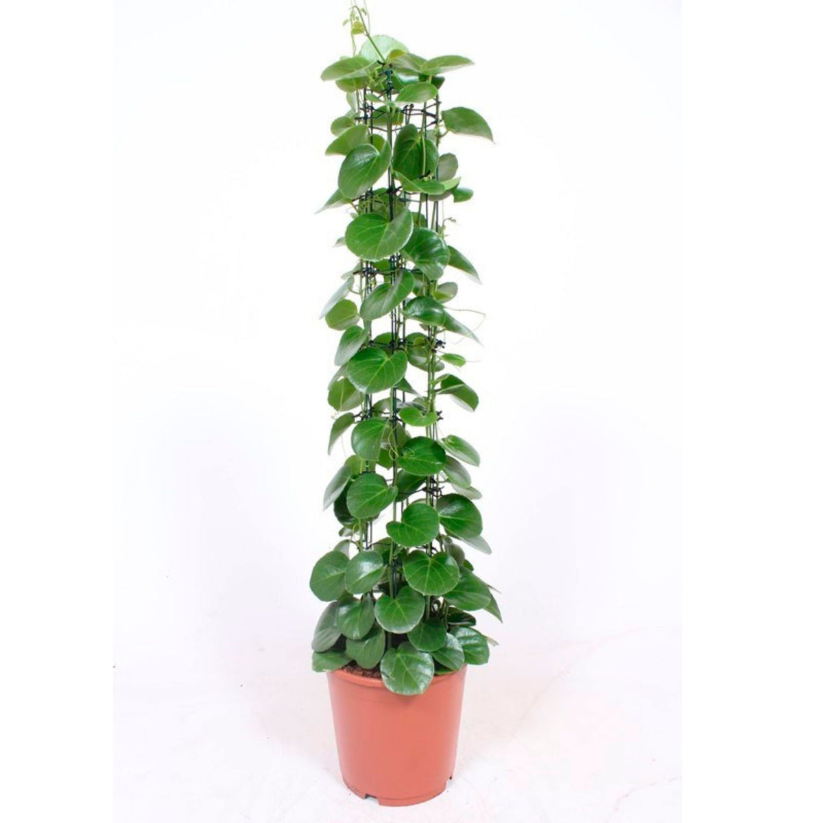 The Grape Ivy Plant Cissus rotundifolia