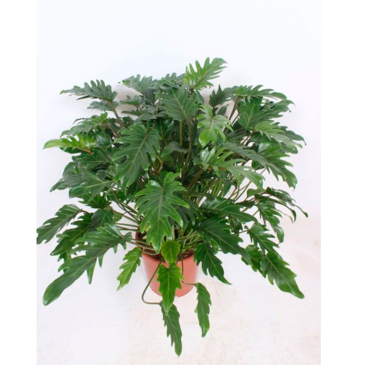 Philodendron xanadu