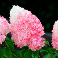 Panicle Hydrangea 'Living Pink & Rose' Pink - Hardy plant