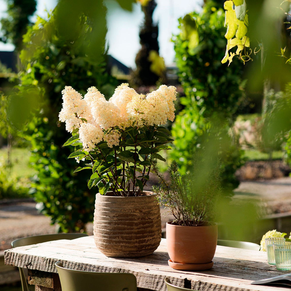 Panicle Hydrangea 'Living Little Blossom' White - Hardy plant