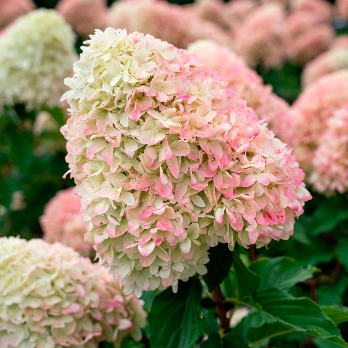 Panicle Hydrangea 'Living Raspberry Pink'® White-Pink - Hardy plant