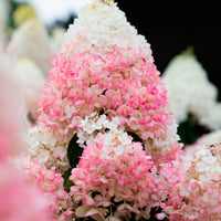 Panicle Hydrangea 'Living Strawberry Blossom' Pink - Hardy plant