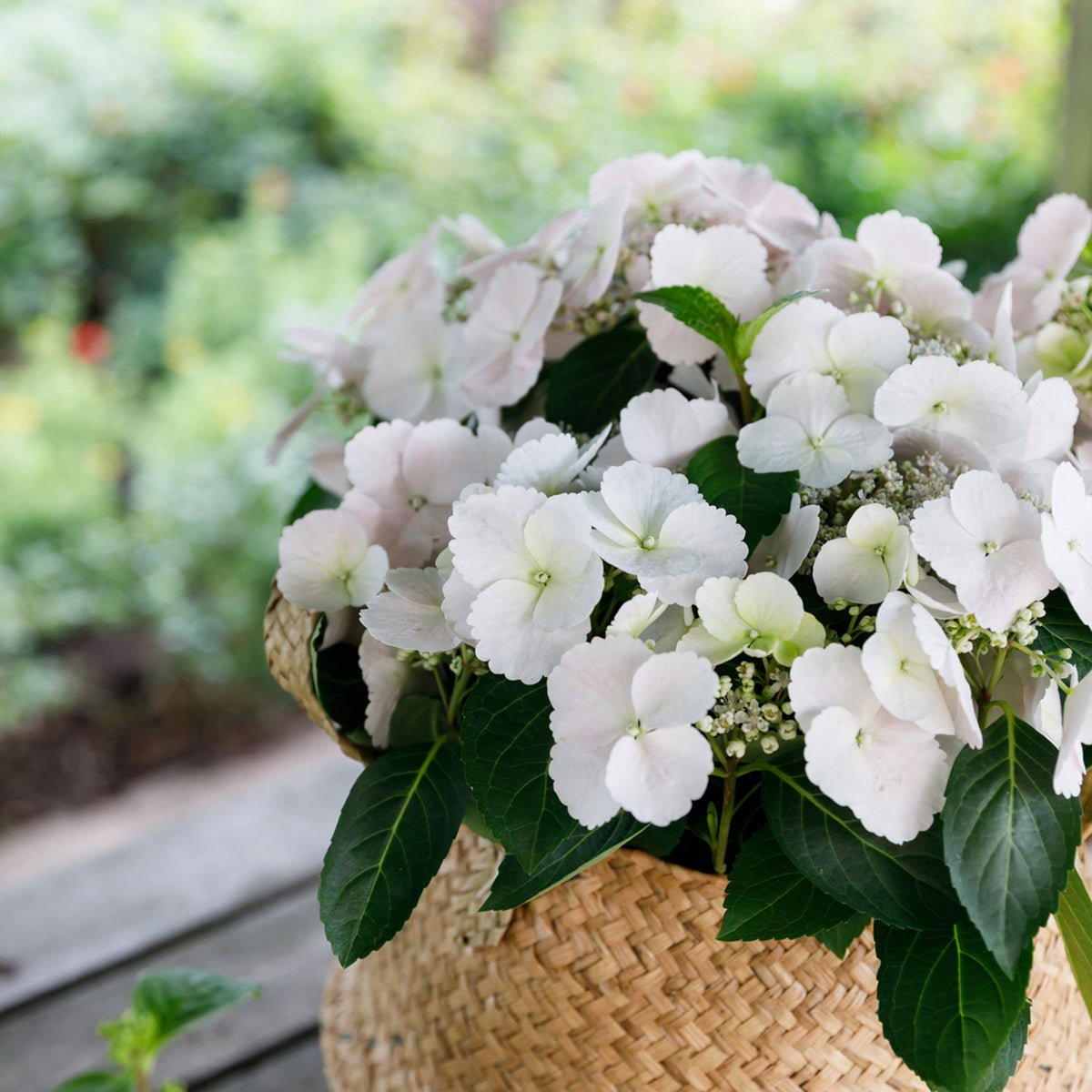 Hydrangea Hydrangea hybrid 'Runaway Bride' white